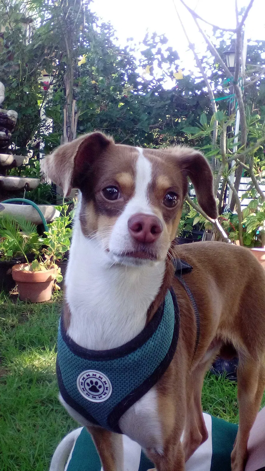 Lost dog in Fontana, CA, 92337
