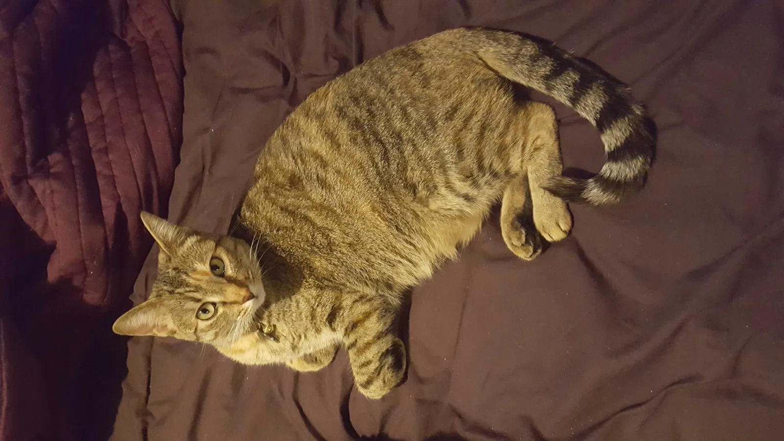 Lost cat in Olivehurst, CA, 95961