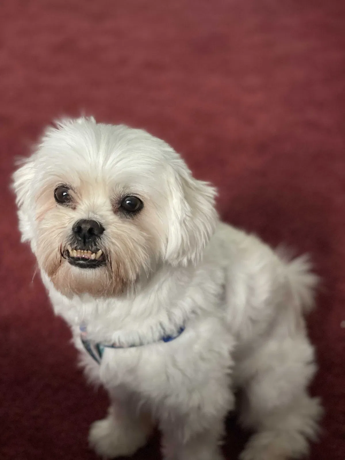 Lost dog in Supply, NC, 28462