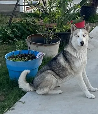 Lost dog in Norwalk, CA, 90650