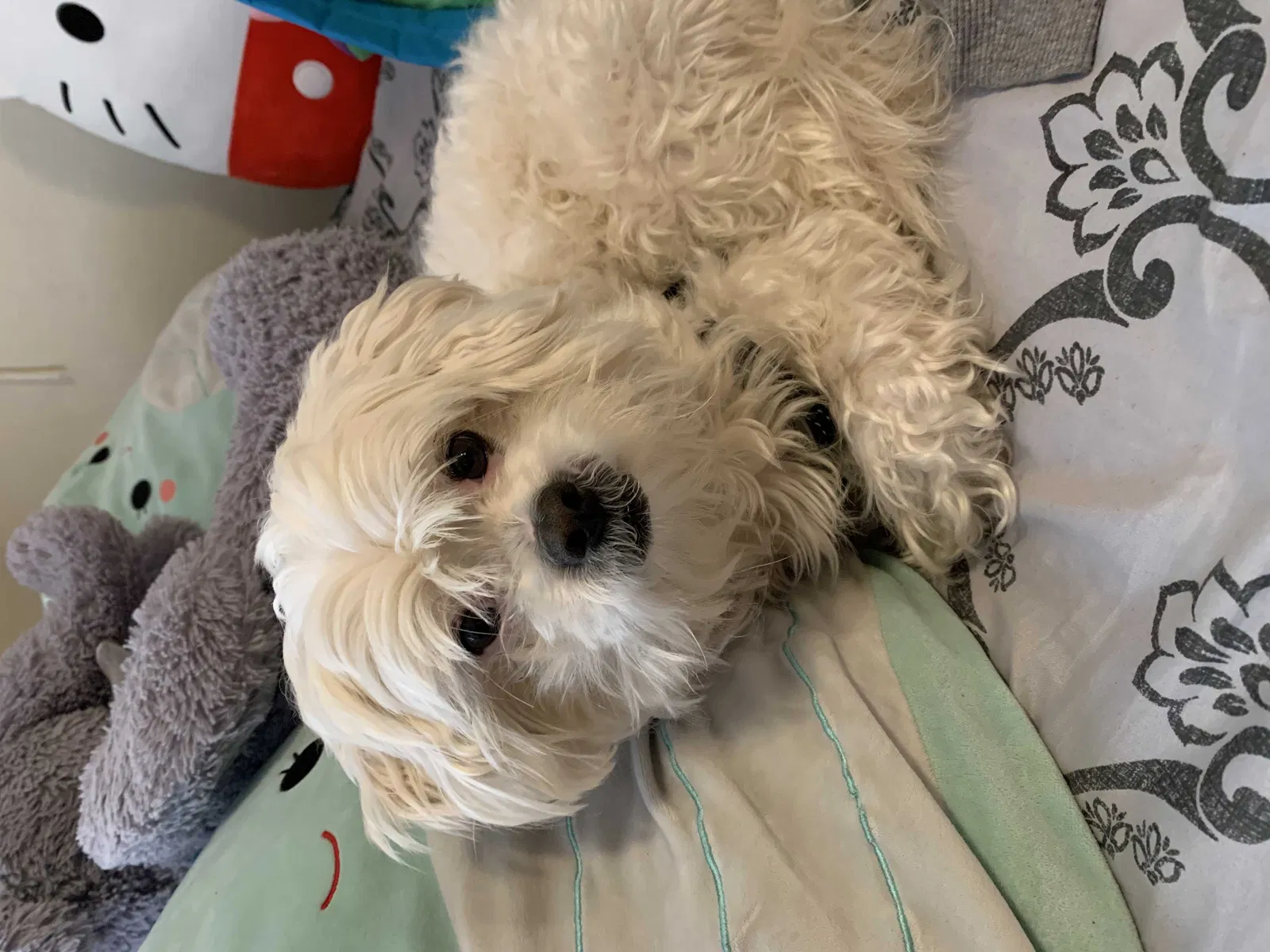 Lost dog in Oakland, CA, 94619
