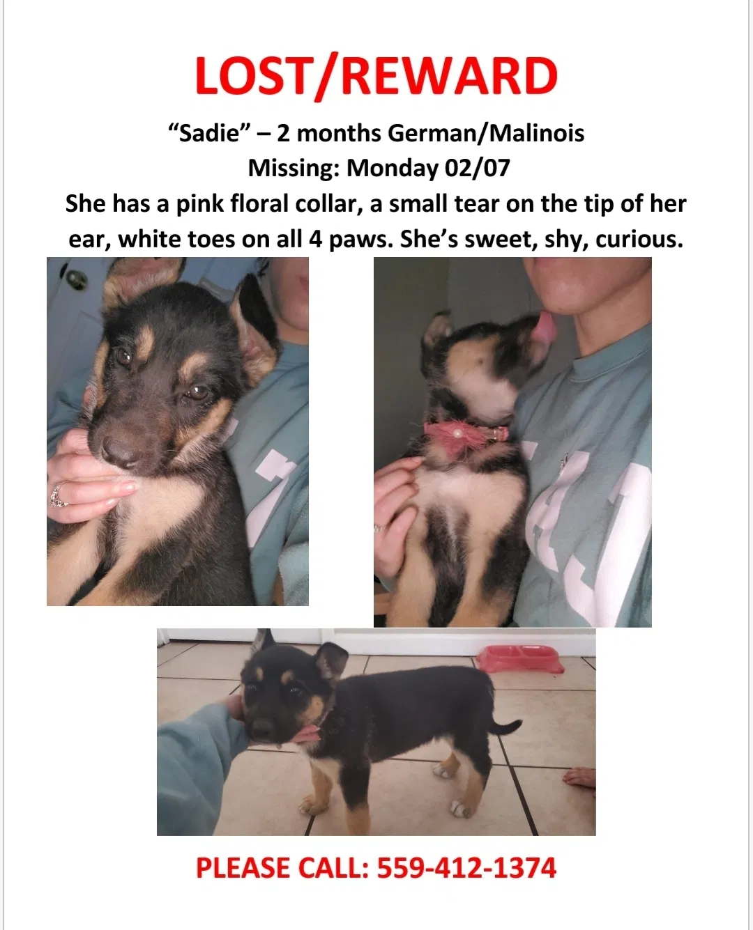 Lost dog in Fresno, CA, 93706