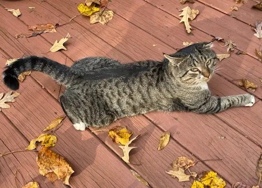 Found cat in Durham, NC, 27712