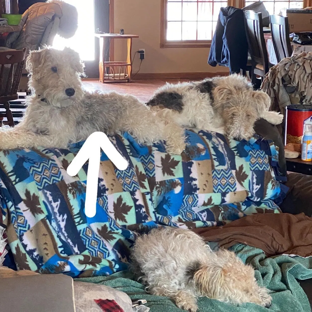 Lost dog in Crawfordsville, IN, 47933