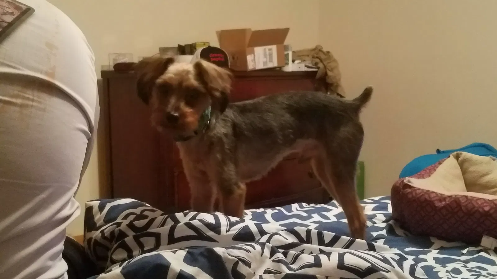 Lost dog in Lexington, NC, 27295