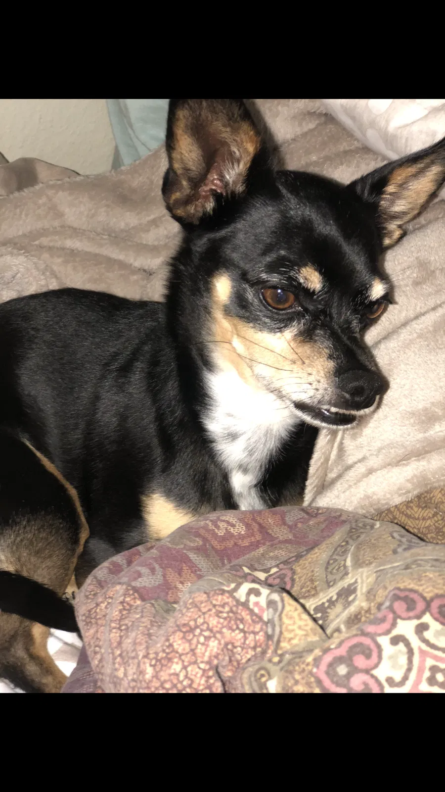 Lost dog in Pueblo, CO, 81005