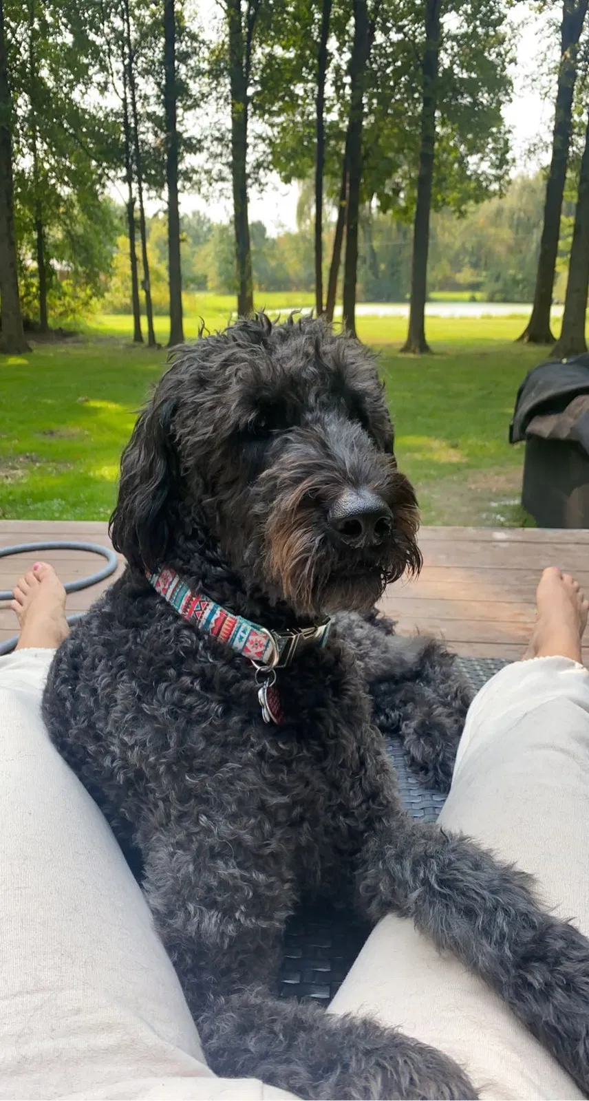 Lost dog in Westerville, OH, 43082