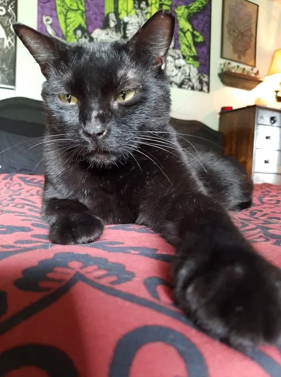 Lost cat in Brandon, FL, 33510
