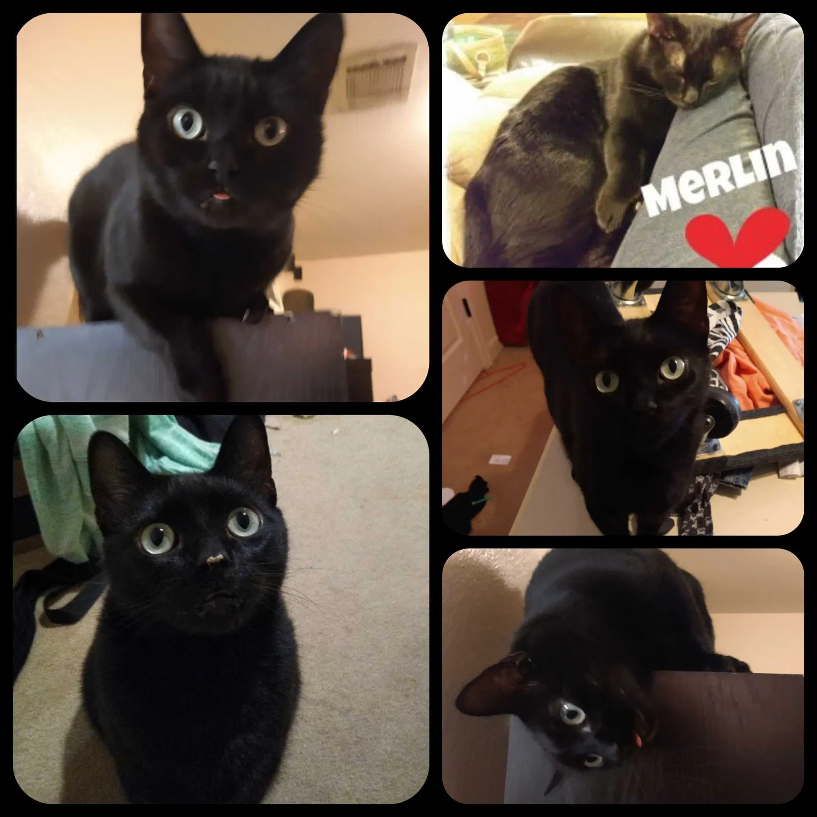 Lost cat in Houston, TX, 77095