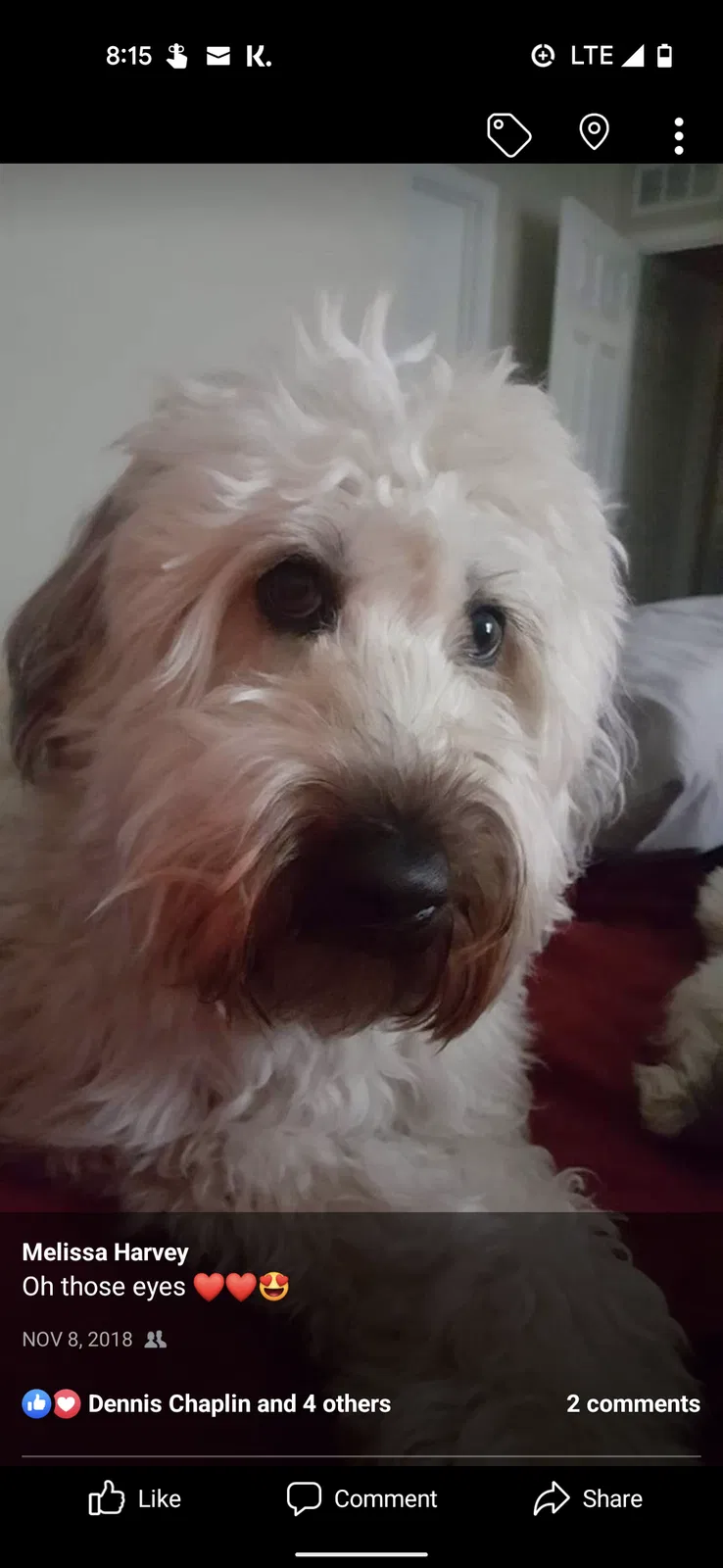 Lost dog in Indianapolis, IN, 46237
