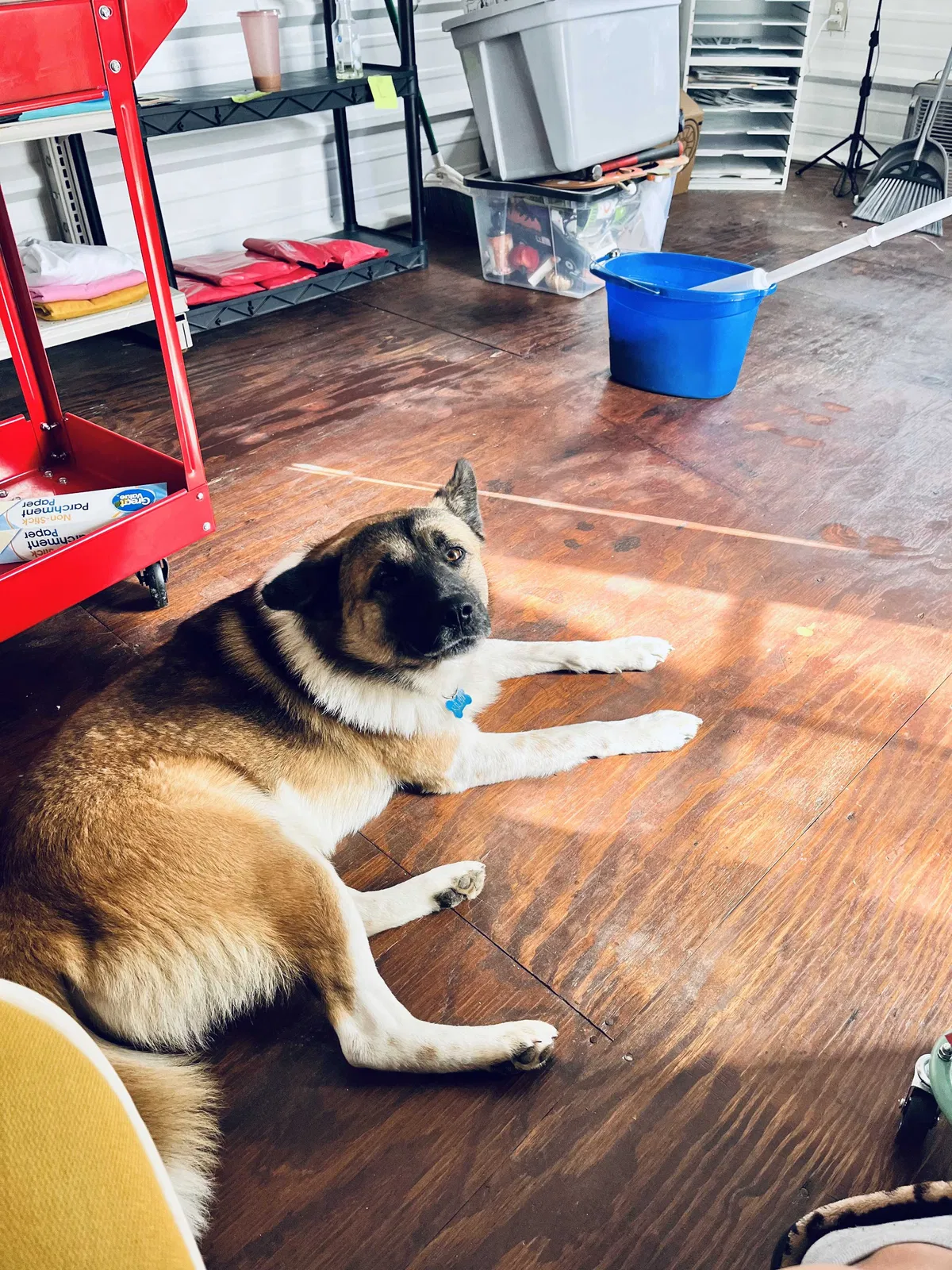 Lost dog in Terrell, TX, 75161
