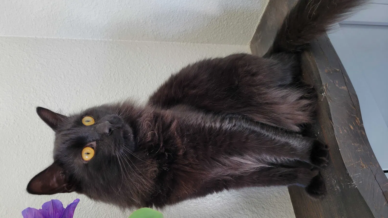 Lost cat in Dallas, TX, 75206