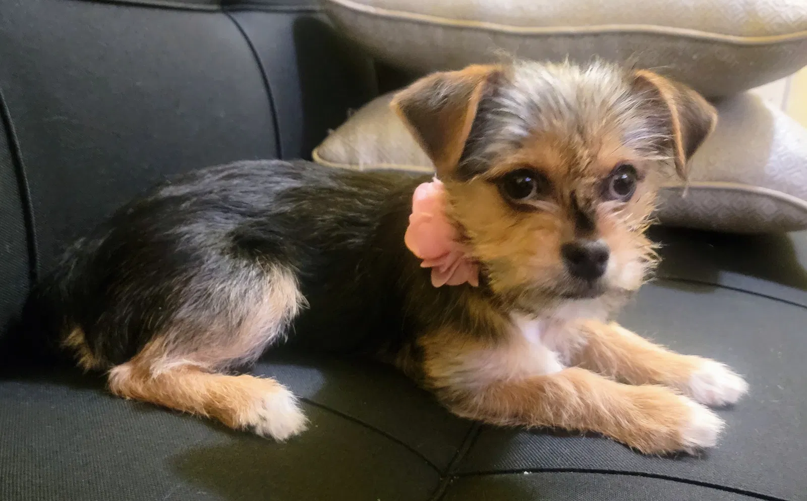 Lost dog in Los Angeles, CA, 90036