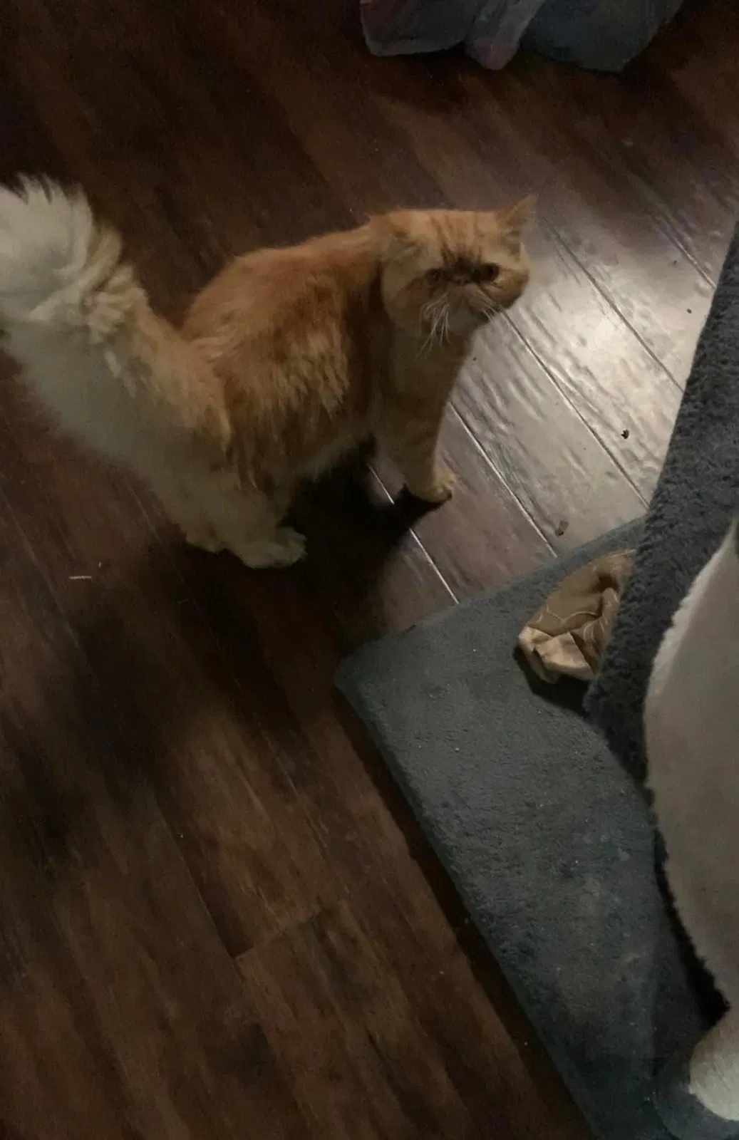 Lost cat in Dallas, TX, 75227