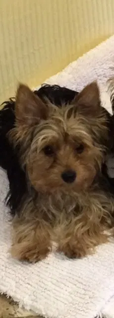 Lost dog in Houston, TX, 77067