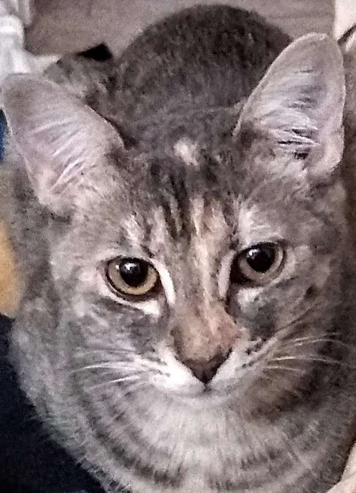 Lost cat in Albuquerque, NM, 87108