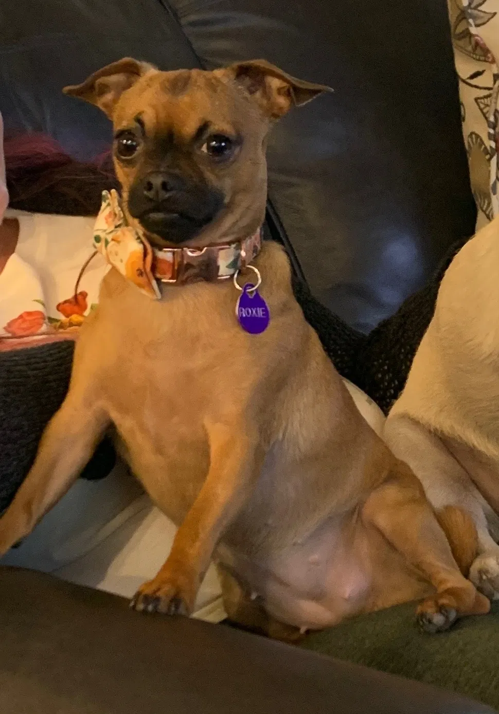 Lost dog in Mckinney, TX, 75069