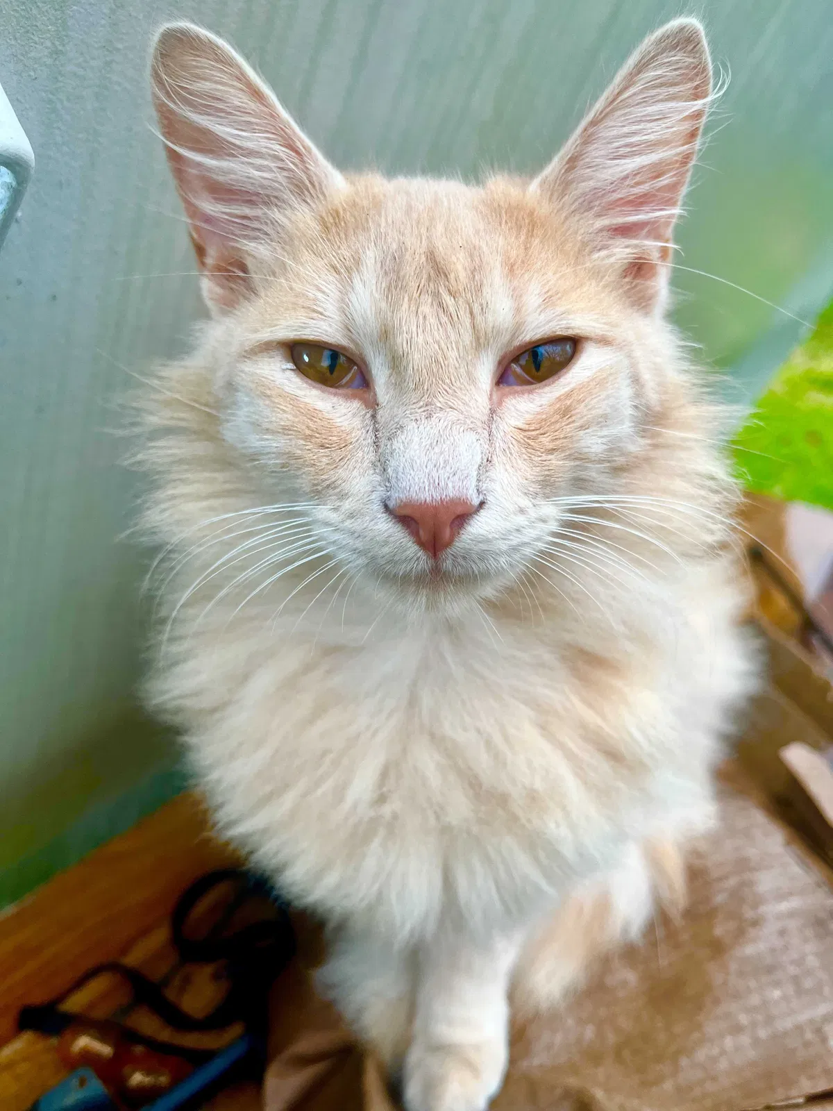 Lost cat in Houston, TX, 77049