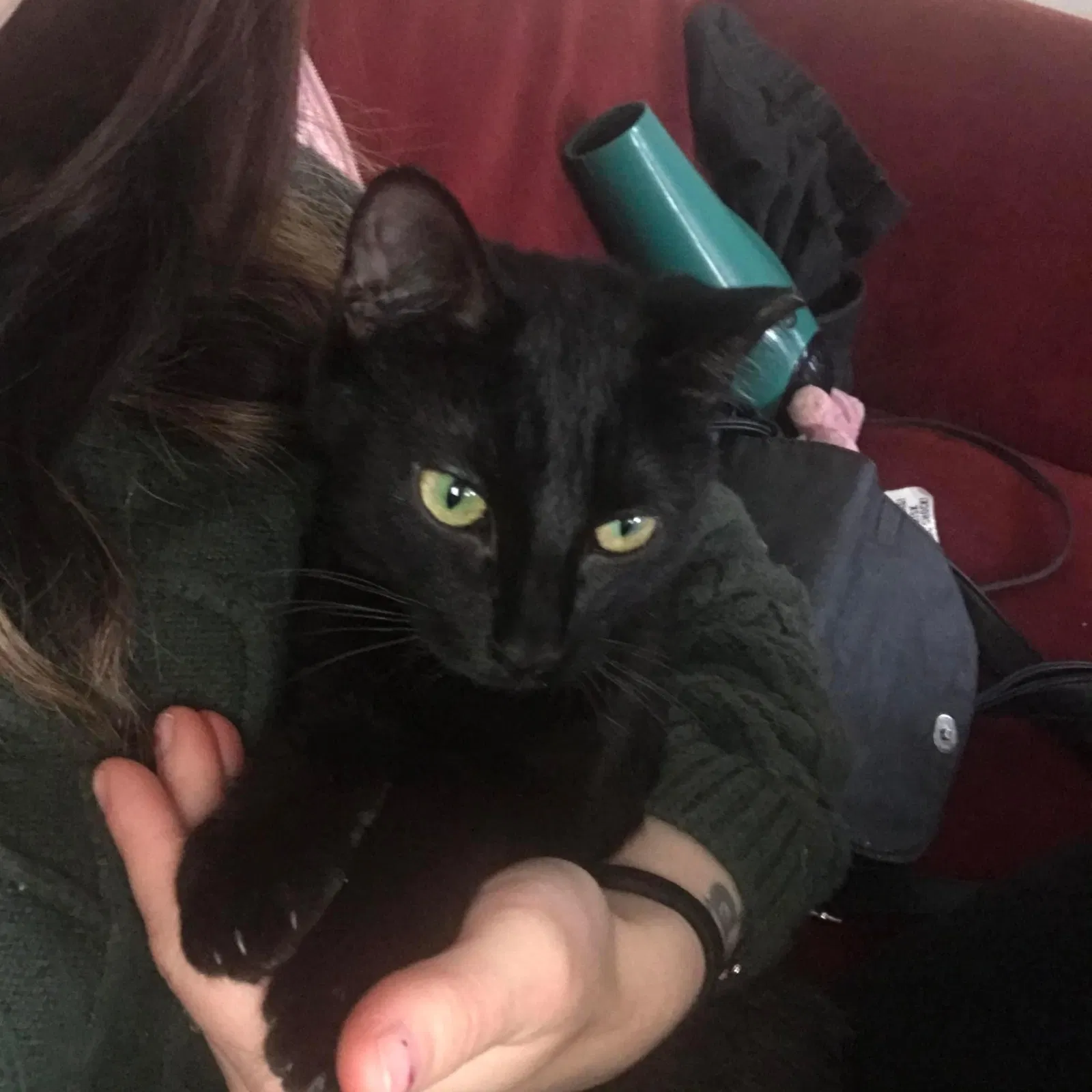 Lost cat in Keego Harbor, MI, 48320
