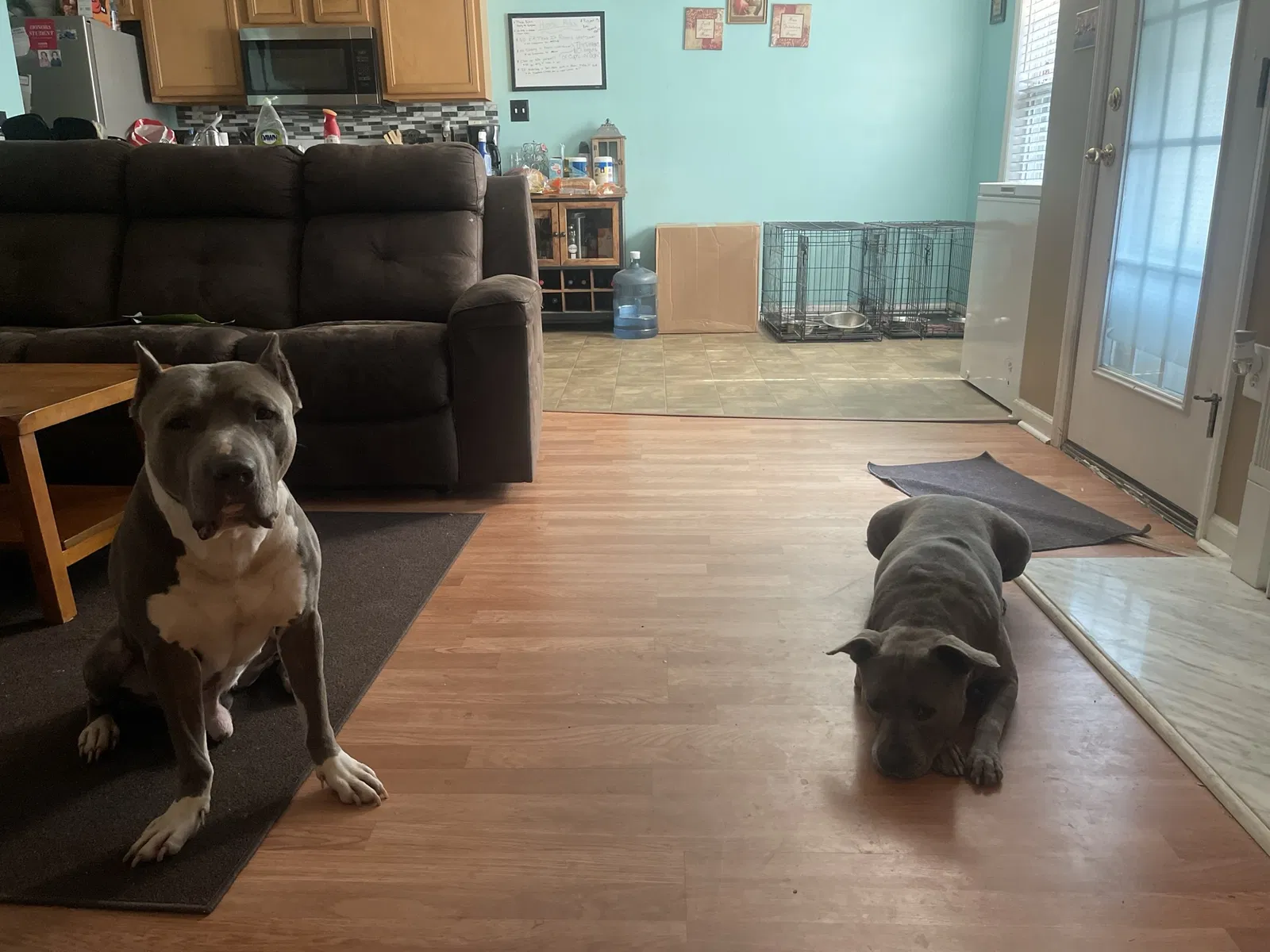 Lost dog in Raleigh, NC, 27610