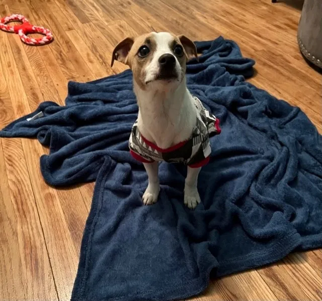 Lost dog in Cincinnati, OH, 45232