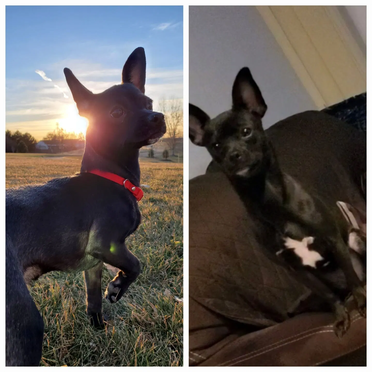 Lost dog in Denver, CO, 80239