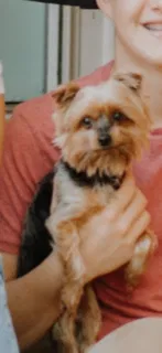Lost dog in Haltom City, TX, 76117