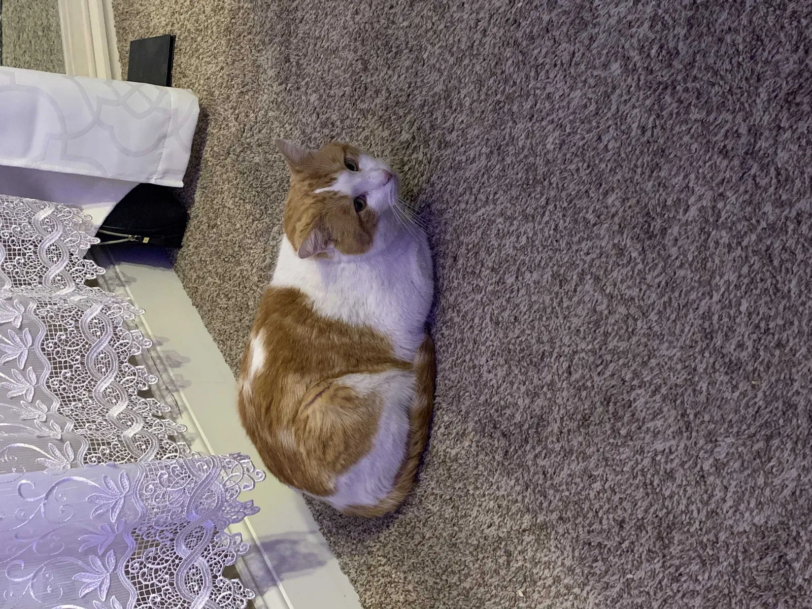 Lost cat in Kansas City, MO, 64152