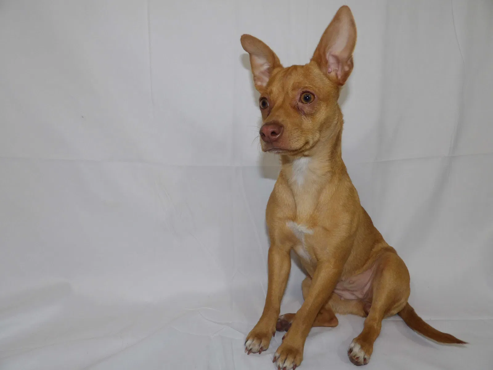 Lost dog in Fort Hood, TX, 76544