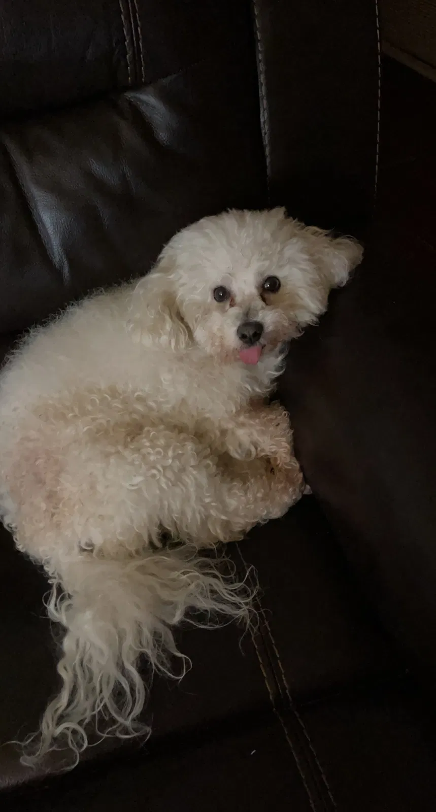 Lost dog in Corpus Christi, TX, 78414