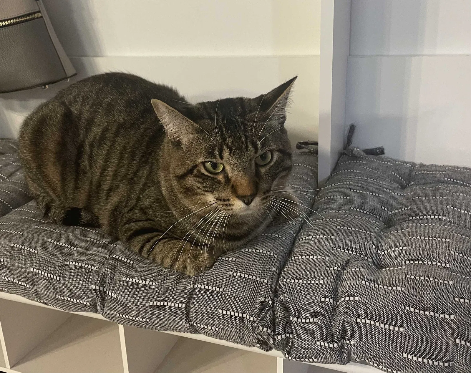 Lost cat in Menifee, CA, 92584