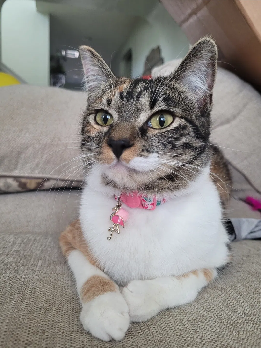 Lost cat in San Antonio, TX, 78253