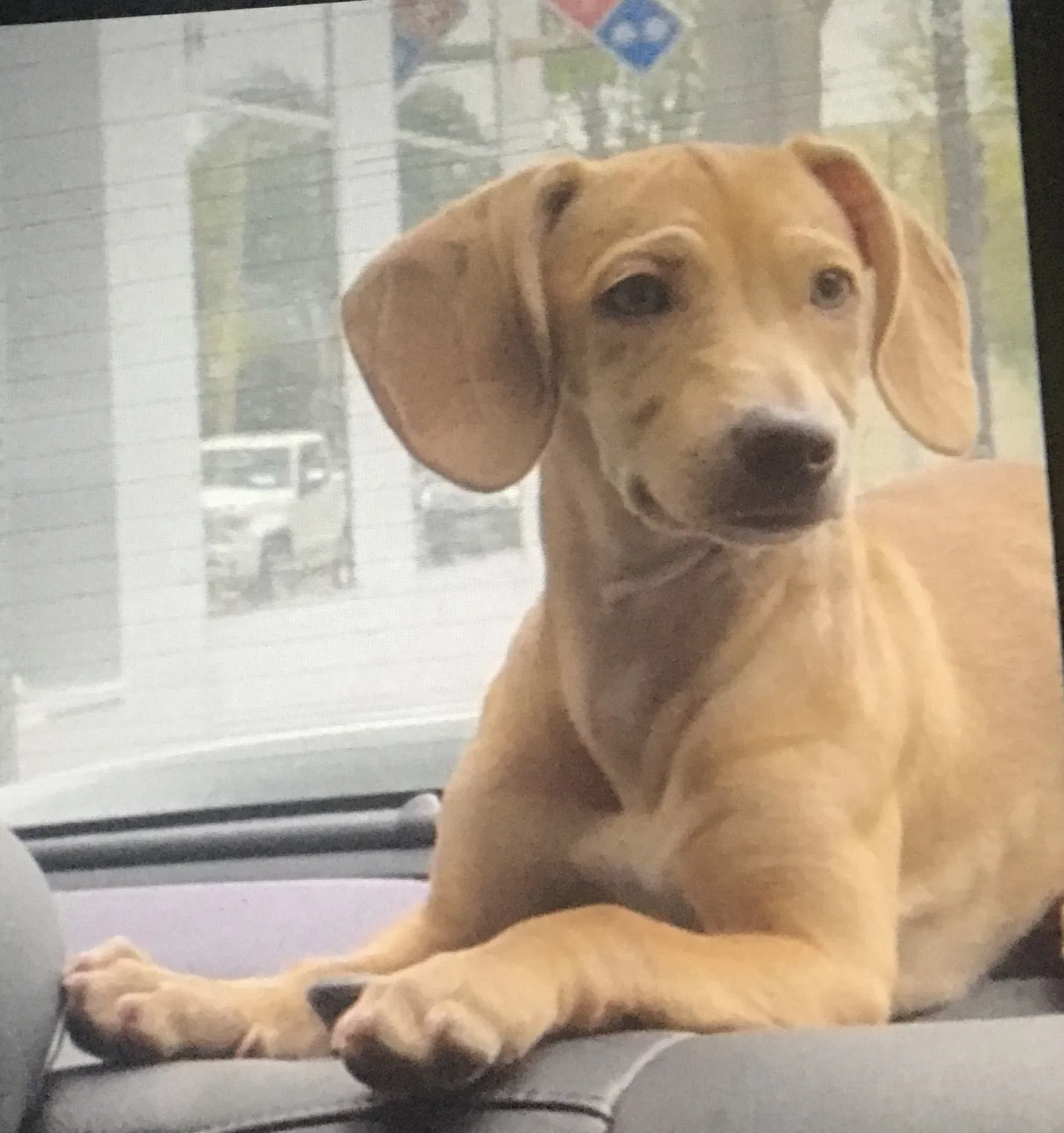Lost dog in Fort Worth, TX, 76114