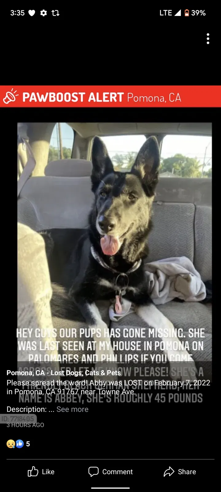 Lost dog in Pomona, CA, 91766