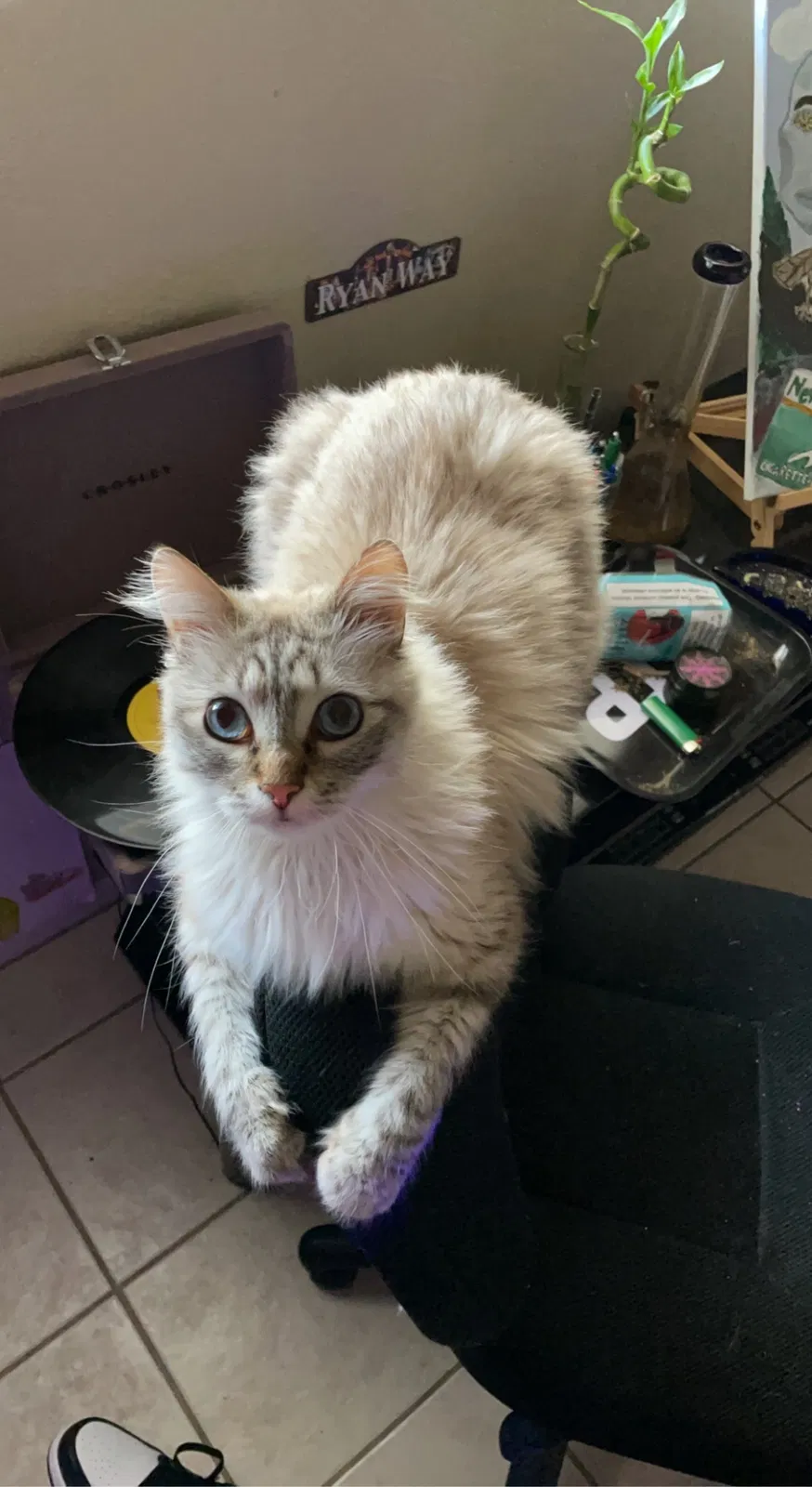 Lost cat in Tempe, AZ, 85281