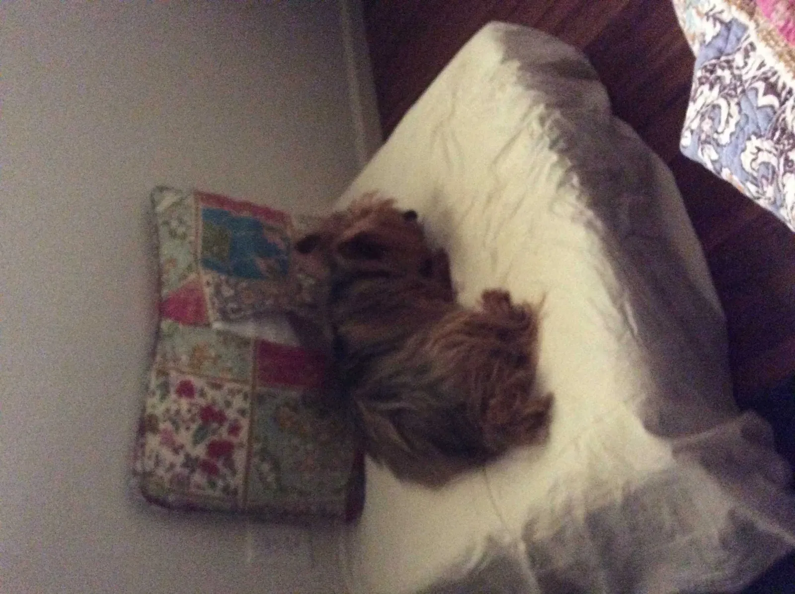 Lost dog in Glendora, CA, 91741