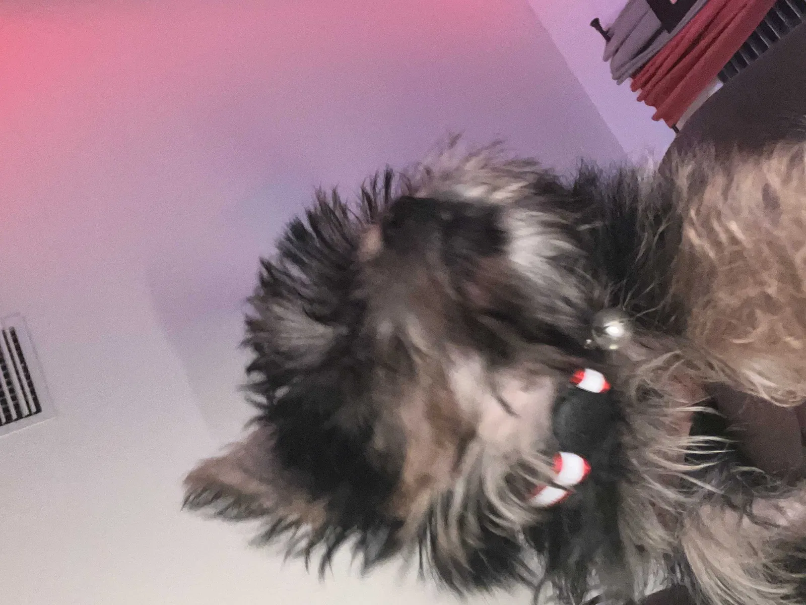 Lost dog in Miami, FL, 33169