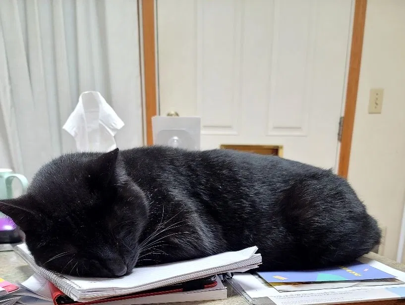 Lost cat in Portland, OR, 97206