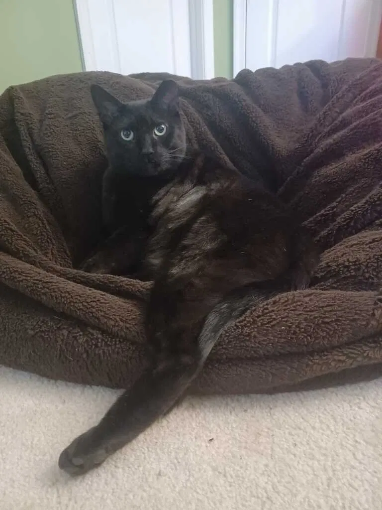 Lost cat in Centreville, VA, 20120