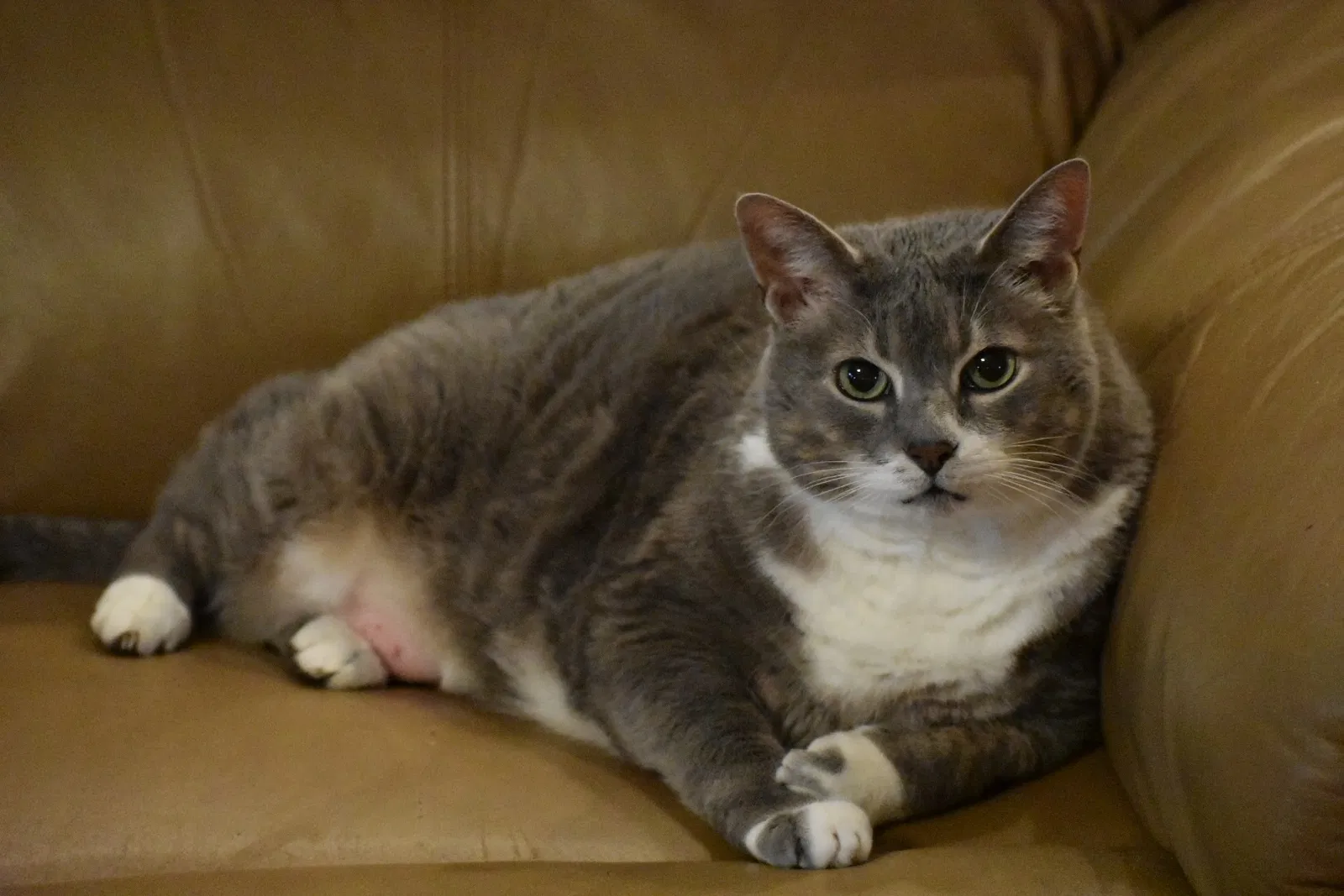 Lost cat in Round Rock, TX, 78681
