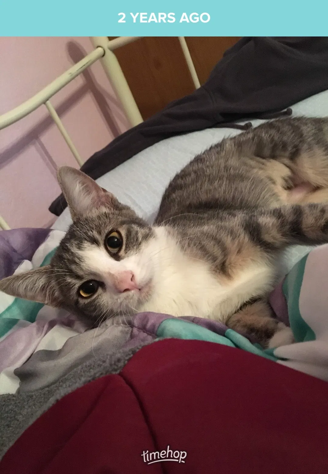 Lost cat in Round Rock, TX, 78681