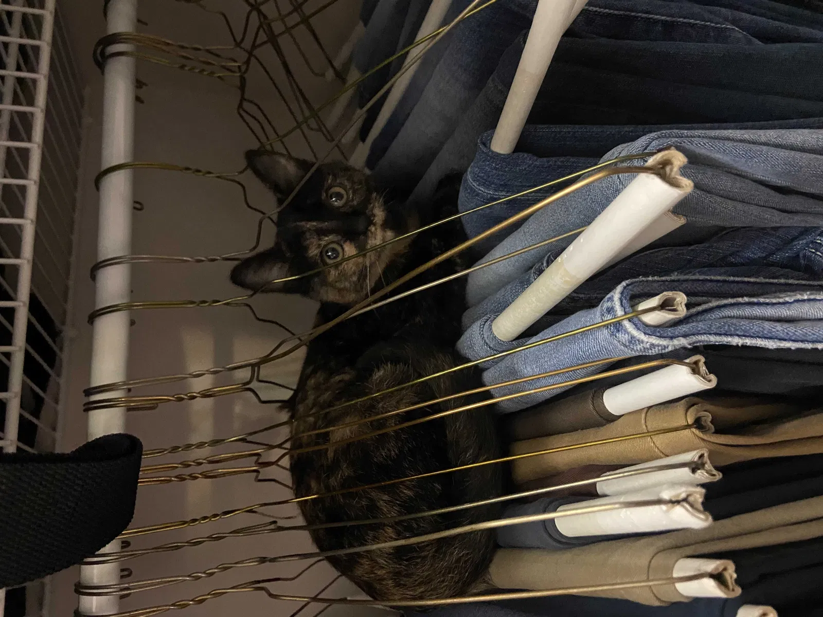 Lost cat in Knoxville, TN, 37938
