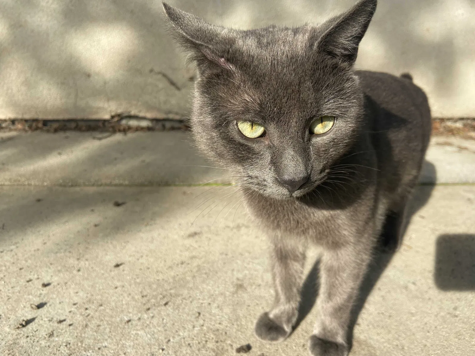 Lost cat in Modesto, CA, 95351