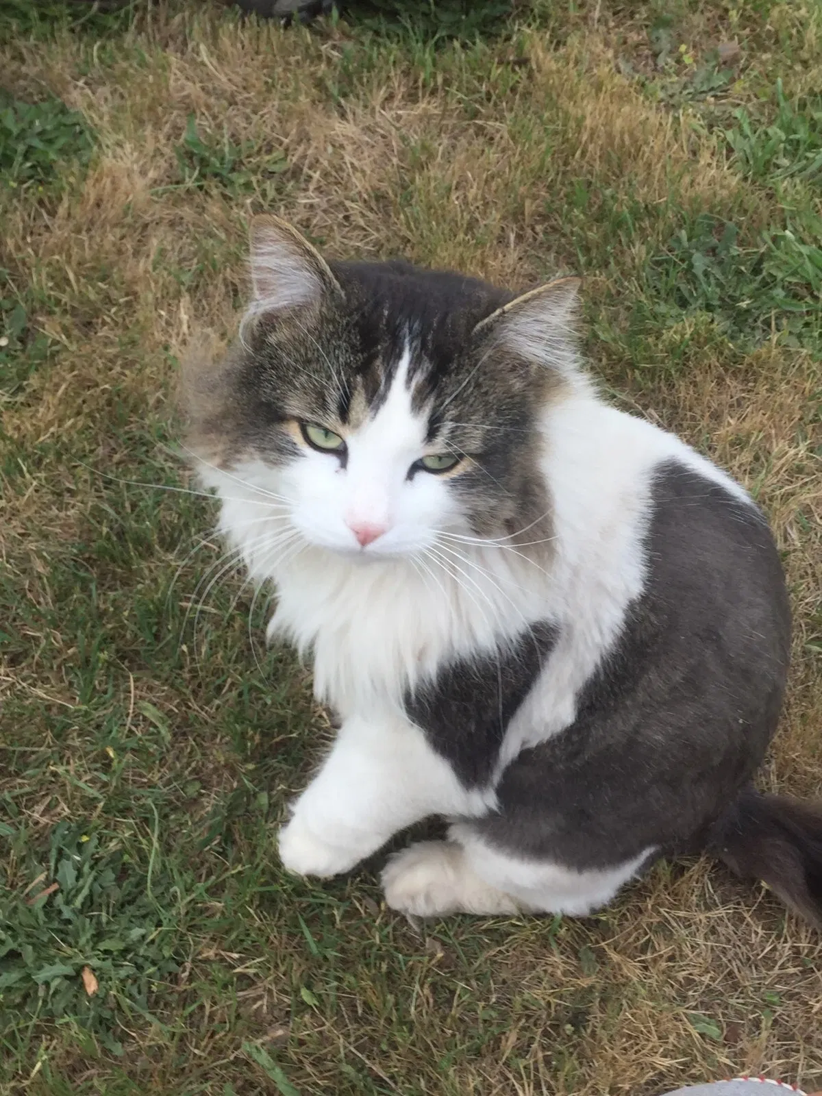 Lost cat in Gresham, OR, 97030