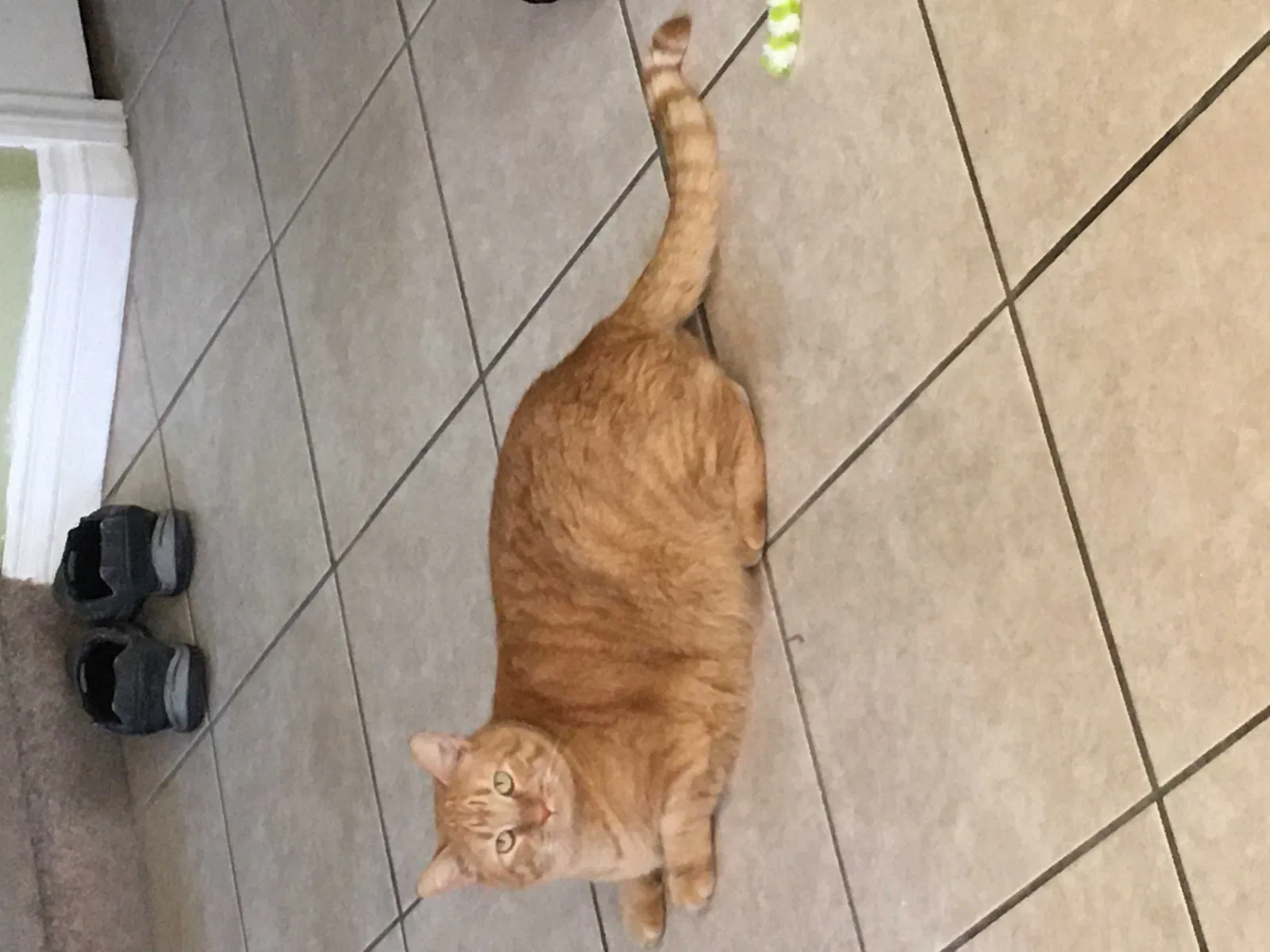 Lost cat in Las Vegas, NV, 89122