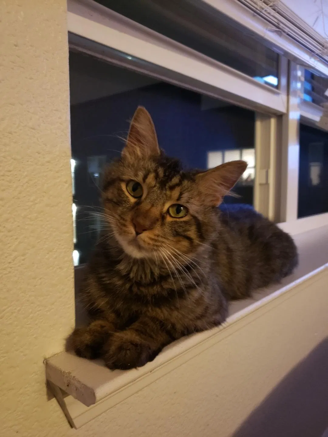 Lost cat in Louisville, KY, 40245