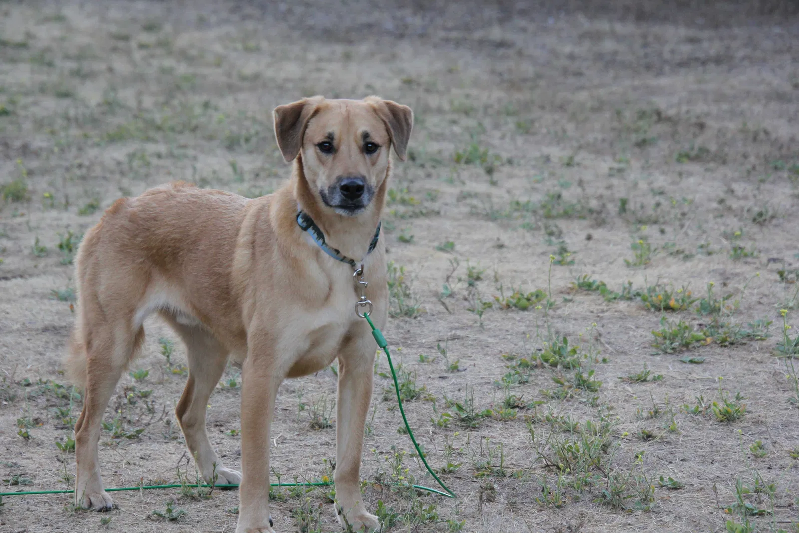 Lost dog in Oceanside, CA, 92057