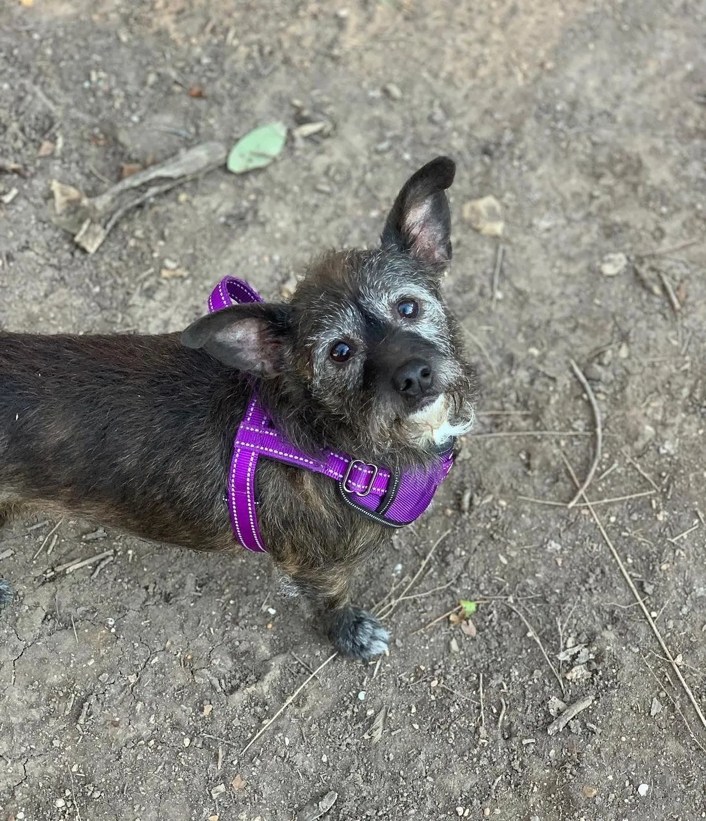 Lost dog in San Antonio, TX, 78228