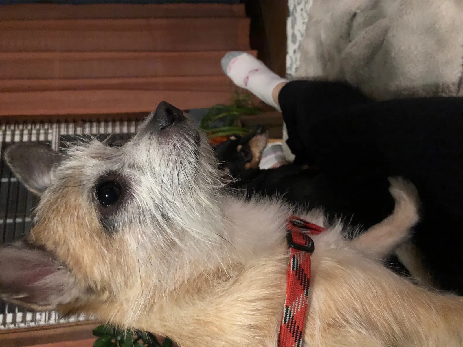 Lost dog in Cleveland, OH, 44102