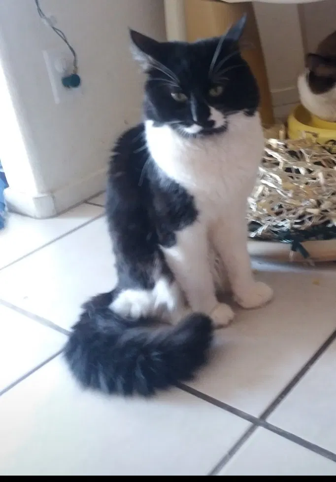 Lost cat in Las Vegas, NV, 89128